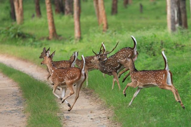 03_herd of running deer_02.jpg