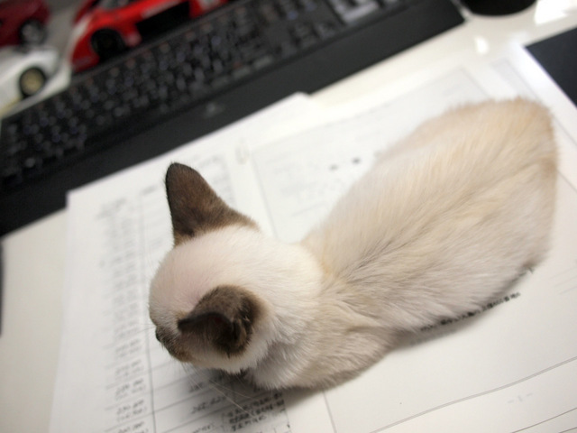 03_small kitten_An_on_desk.JPG