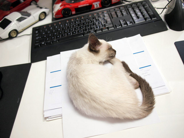 07_small kitten_An_on_desk.jpg