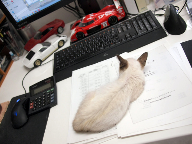 18_small kitten_An_on_desk.jpg
