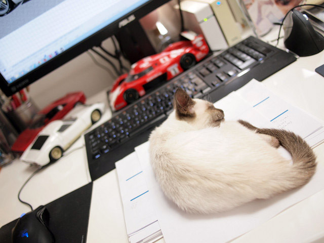 19_small kitten_An_on_desk.jpg