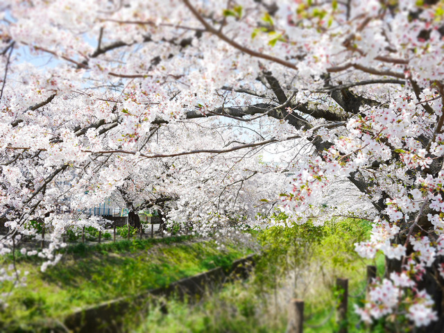 近所の桜_02.JPG