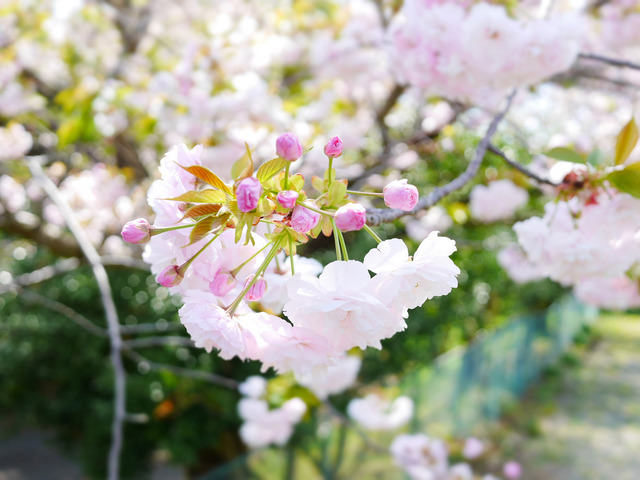 近所の桜_07.JPG