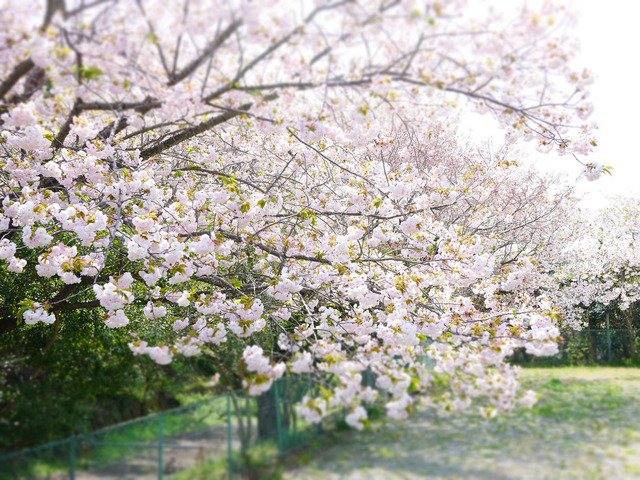 近所の桜_08.JPG