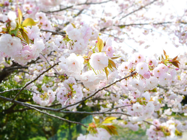 近所の桜_09.JPG
