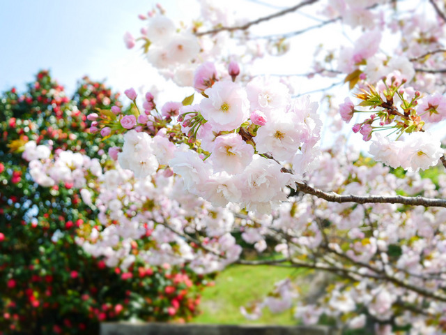 近所の桜_10.JPG