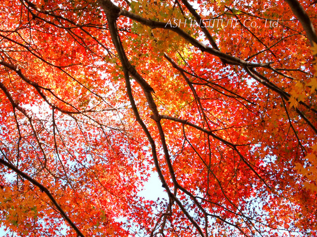 Tanzawa in autumn leaves_2011_01.jpg
