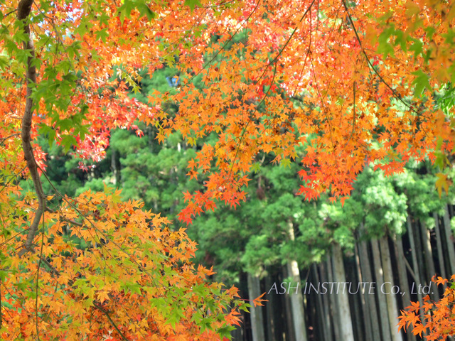 Tanzawa in autumn leaves_2011_02.jpg