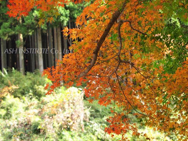 Tanzawa in autumn leaves_2011_03.jpg