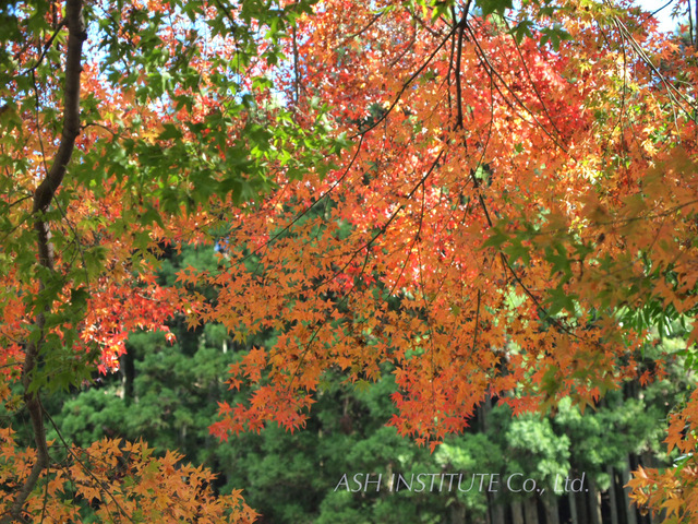 Tanzawa in autumn leaves_2011_04.jpg